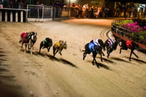 Cách Chơi Game Nhanh Đua Chó Tại 789Win Hiểu Luật Chuẩn Và Dự Đoán Chính Xác