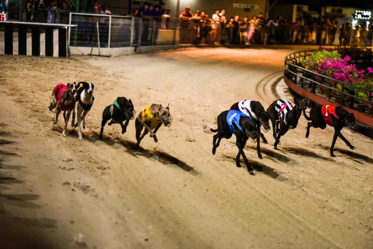 Cách Chơi Game Nhanh Đua Chó Tại 789Win Hiểu Luật Chuẩn Và Dự Đoán Chính Xác