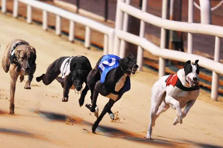 Cách Chơi Game Nhanh Đua Chó Tại 789Win Hiểu Luật Chuẩn Và Dự Đoán Chính Xác