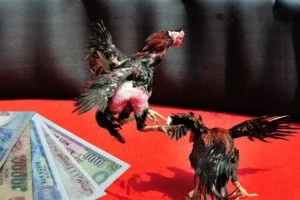 Cách Chơi Đá Gà Sabong Tại 789Win Chi Tiết Cho Người Mới Bắt Đầu